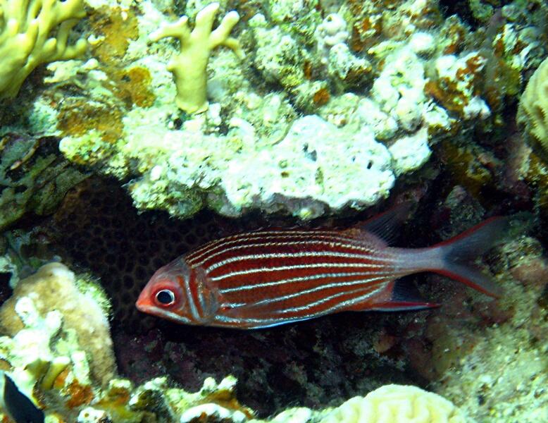 Crown Squirrelfish
